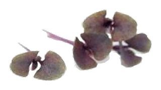 Basilic "Levant" (aromatique, anisé)