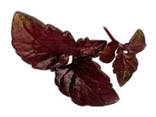 Tagète "Pétillante" (florale, agrumes)