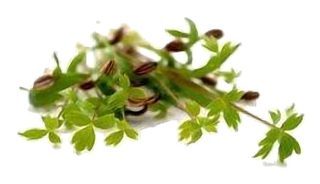 Shiso "Indien" (cumin, chaud)