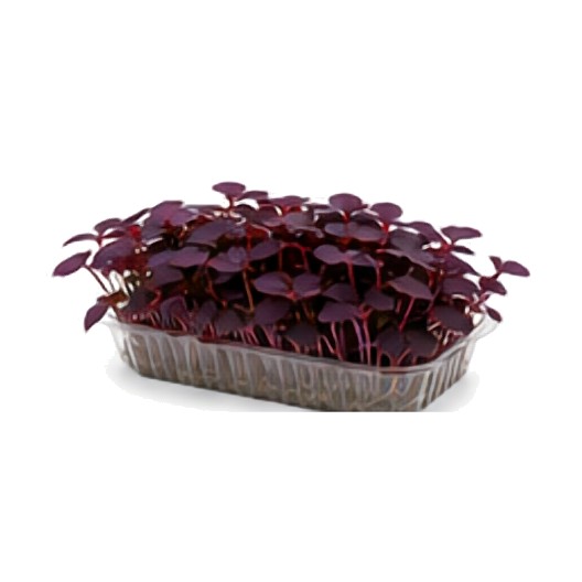 Oxalis "Papillon" (acidulée, griotte)