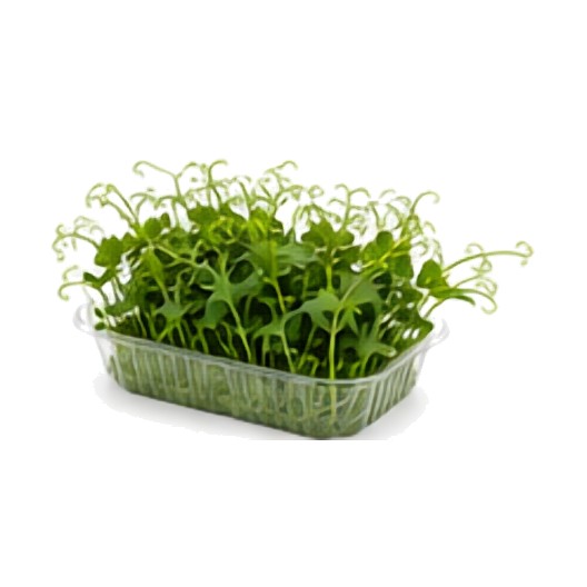 Pois "Mangetout" (frais, végétal)