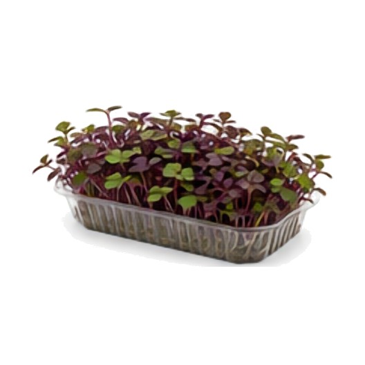 Shiso "Indien" (cumin, chaud)