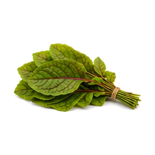 Oseille Sanguine
