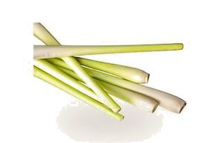 Citronnelle bâton