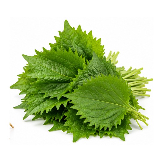 Shiso "Vert" (frais, herbacé)