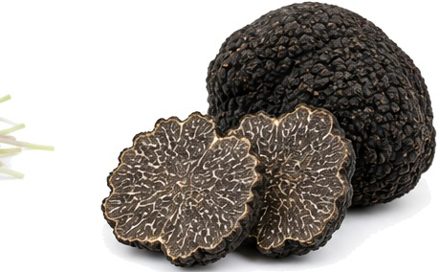 Truffe d'été Fraiche Aestivum NOUVEAU
